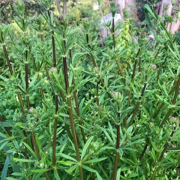 Is galium aparine poisonous best sale to dogs