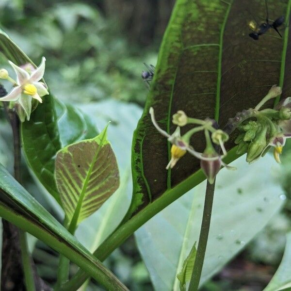 Solanum thelopodium Лист