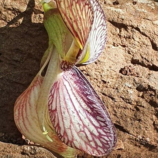 Ormocarpum kirkii Flower