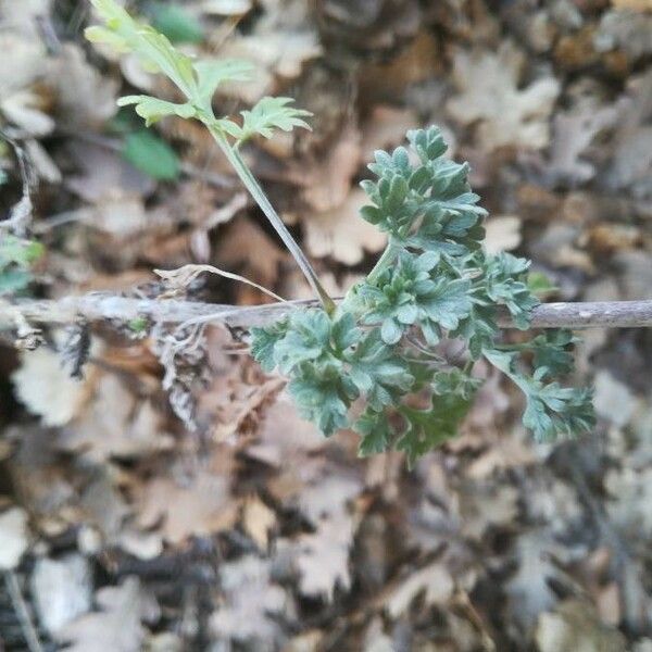 Artemisia tilesii Leaf