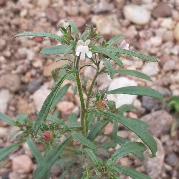 Chaenorhinum minus Flower