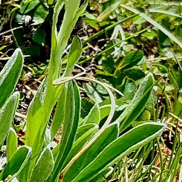 Antennaria carpatica ᱪᱷᱟᱹᱞᱤ