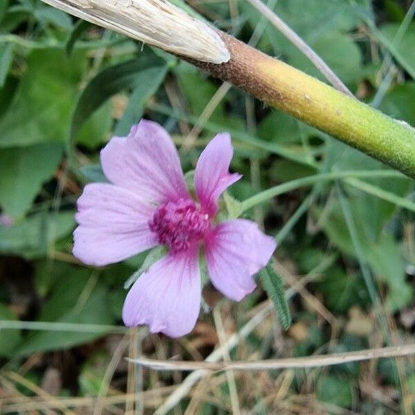 Althaea cannabina പുഷ്പം