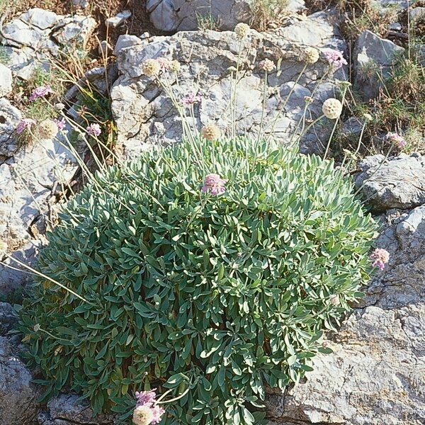 Lomelosia cretica Habitat