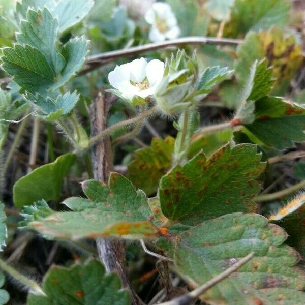 Potentilla sterilis Foglia