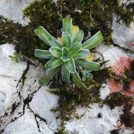 Saxifraga hostii Blad