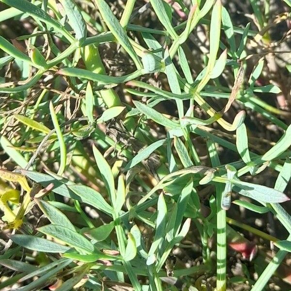 Crithmum maritimum Leaf