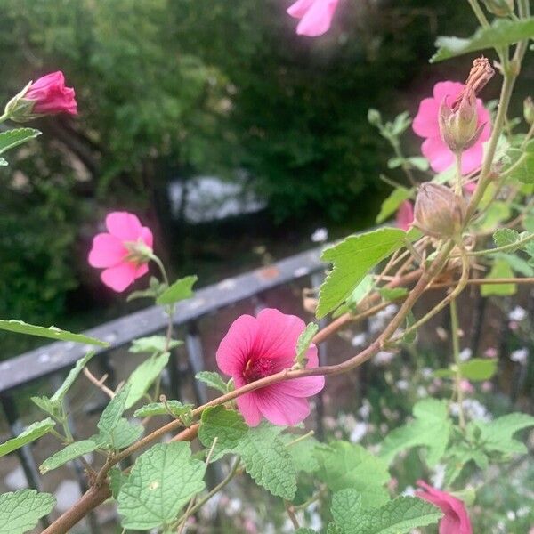 Lavatera bryoniifolia Fiore