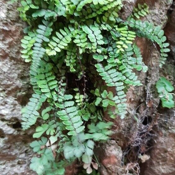 Asplenium trichomanes पत्ता