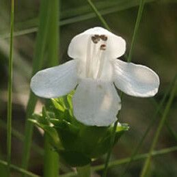 Macbridea alba 花
