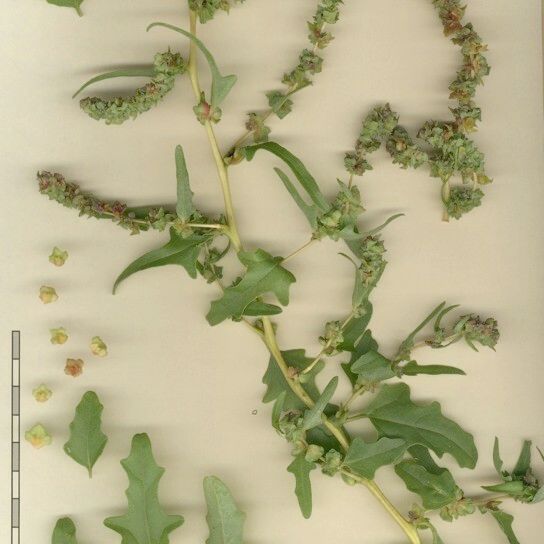 Atriplex tatarica Otro