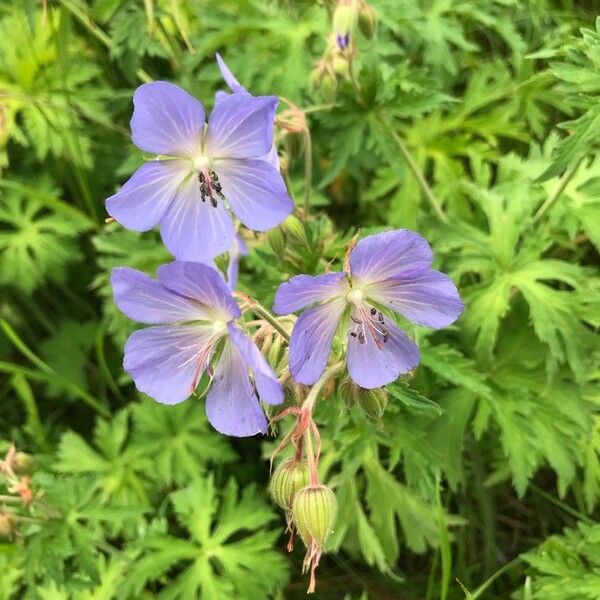 Geranium pratense ফুল