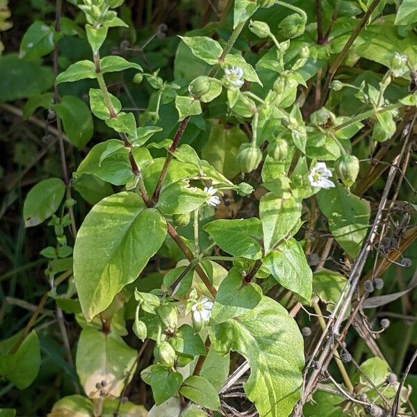 Stellaria aquatica Характер