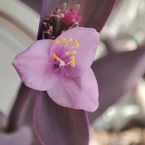 Tradescantia pallida പുഷ്പം