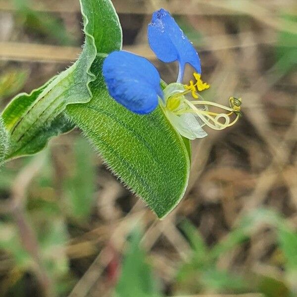 Commelina diffusa Fruct