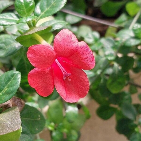 Barleria repens Fleur