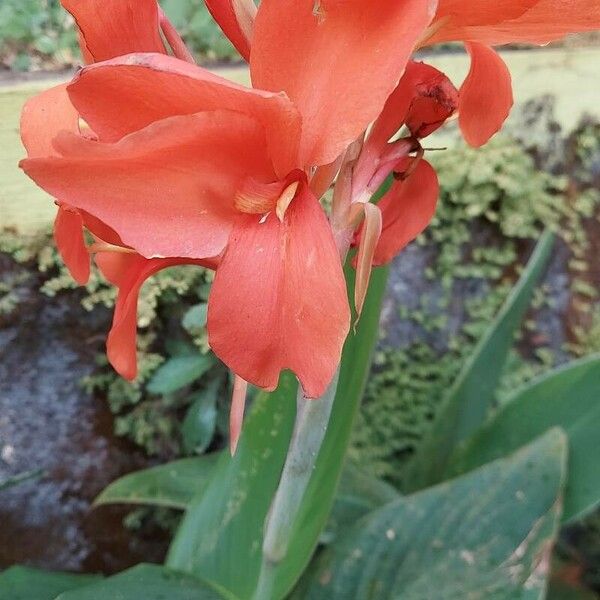 Canna × hybrida Flower