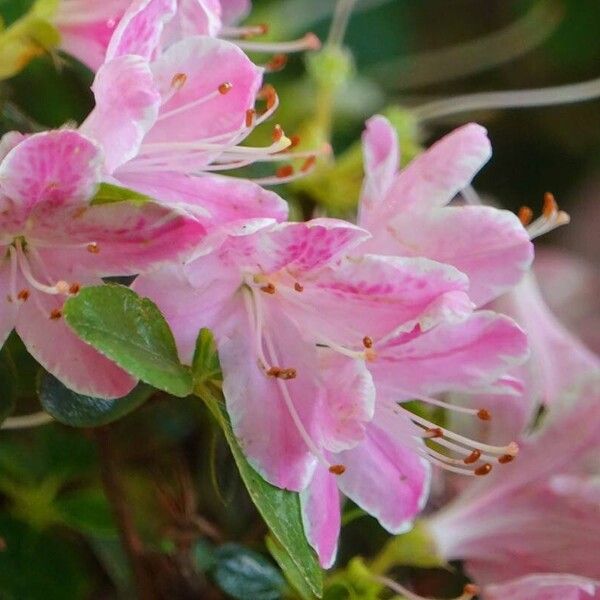 Rhododendron kiusianum Other