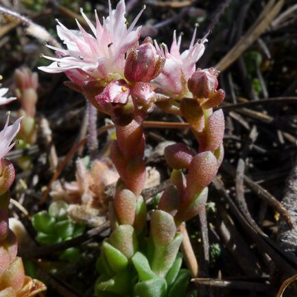 Sedum niveum Blüte