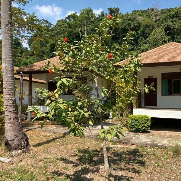 Cordia sebestena Habitus