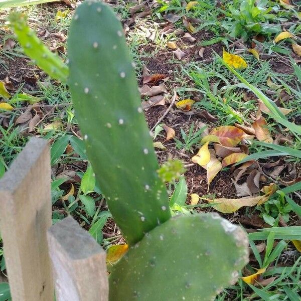 Opuntia cochenillifera Leaf