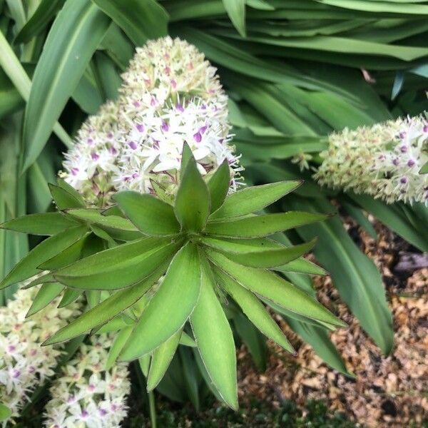 Eucomis autumnalis 花