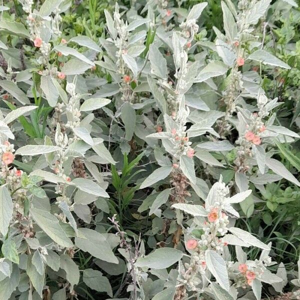 Sphaeralcea bonariensis Pokrój