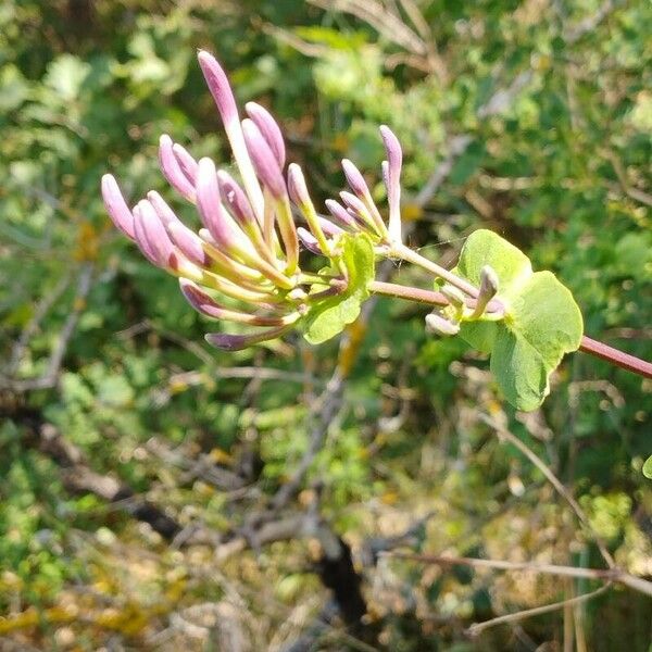 Lonicera etrusca ᱵᱟᱦᱟ