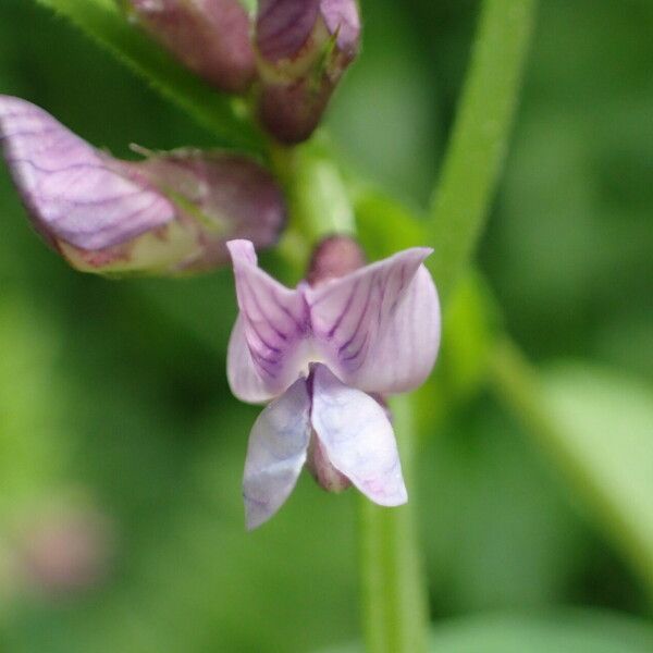 Vicia sepium Кветка