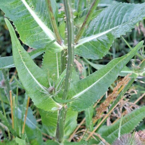 Dipsacus fullonum Blad