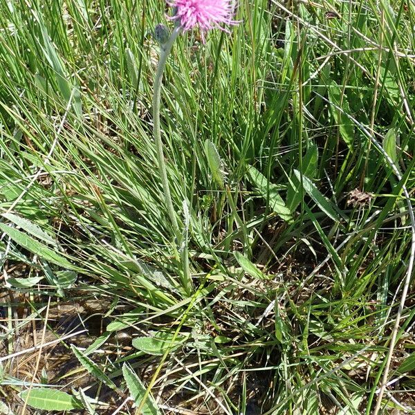 Cirsium dissectum फूल