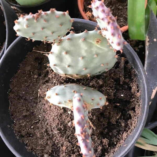 Opuntia macrocentra Leaf