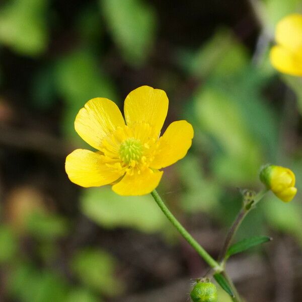 Ranunculus acris Kvet