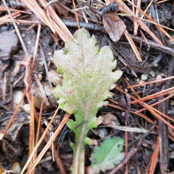 Senecio sylvaticus Лист