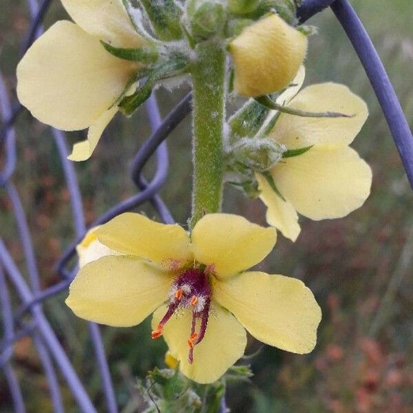 Verbascum blattaria Õis