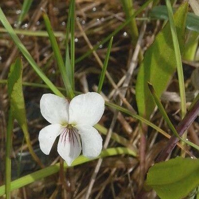 Viola lanceolata Natur