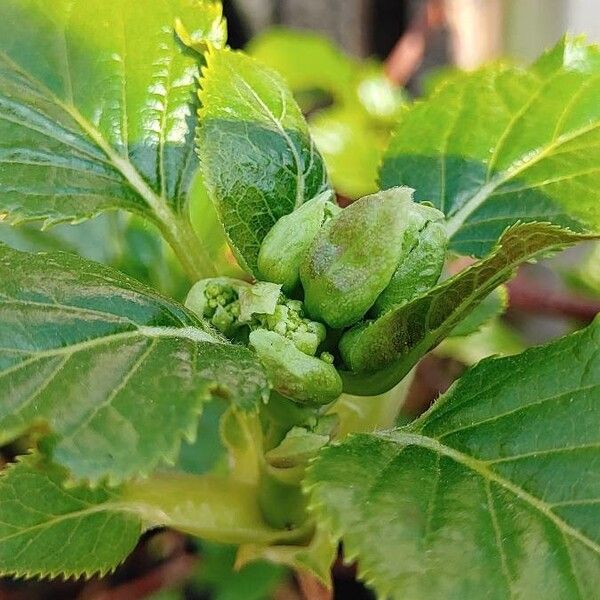 Hydrangea macrophylla Плод