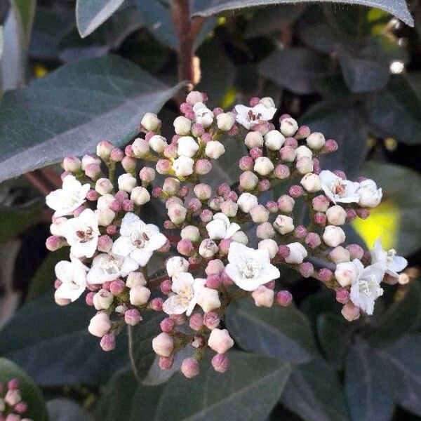 Viburnum tinus ফুল