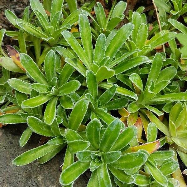 Saxifraga hostii Blad