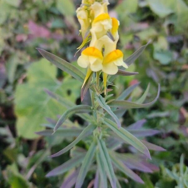 Linaria vulgaris Flower