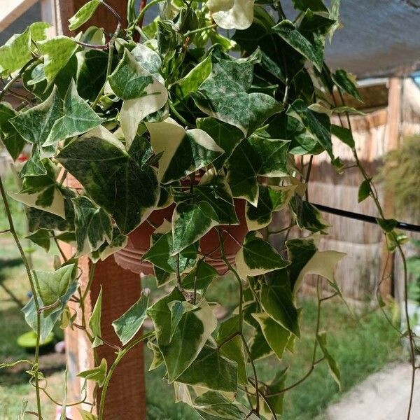 Senecio macroglossus Leaf