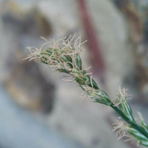 Carex divulsa 花