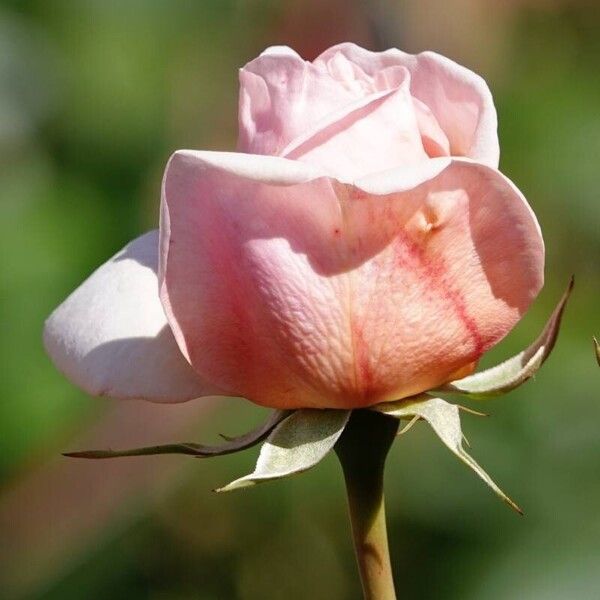 Rosa chinensis Blomst