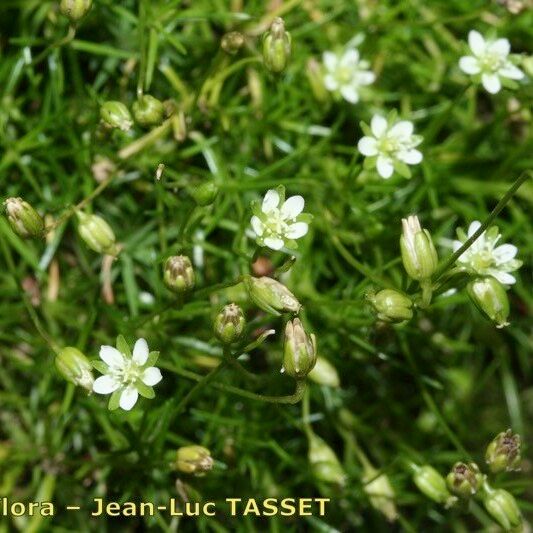 Sagina saginoides Outro