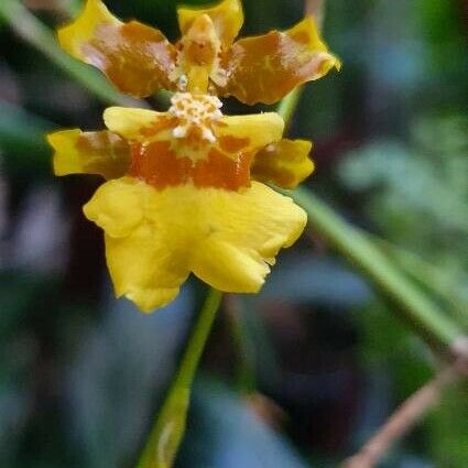 Oncidium baueri Λουλούδι