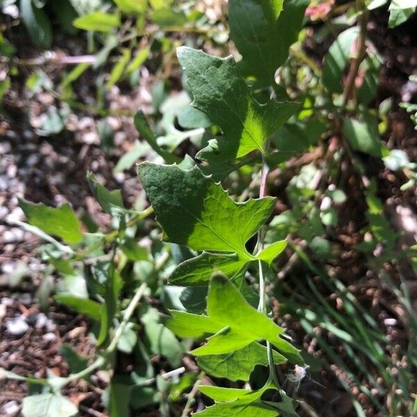 Sonchus tenerrimus Leaf