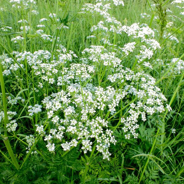 Anthriscus sylvestris 花