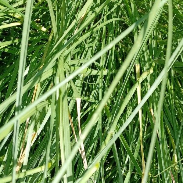 Pennisetum orientale Leaf