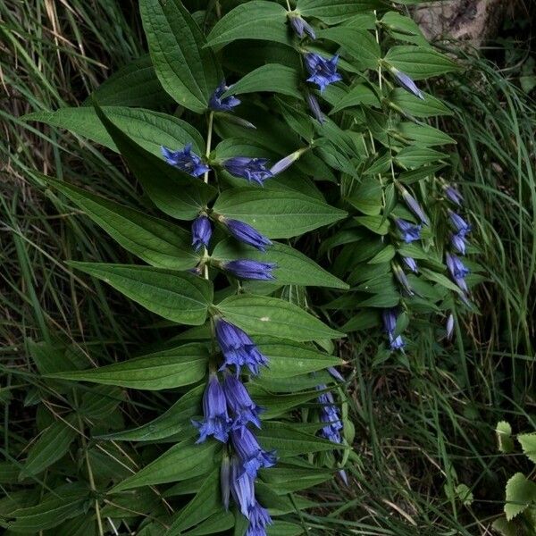 Gentiana asclepiadea Flower