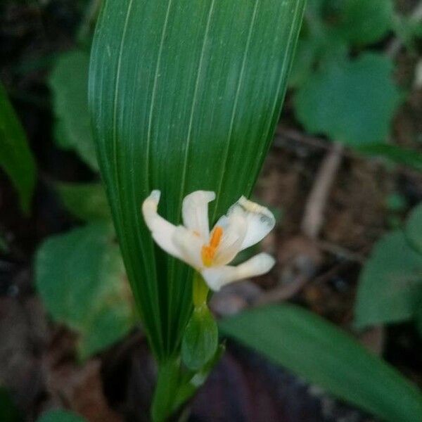 Eleutherine bulbosa Flor